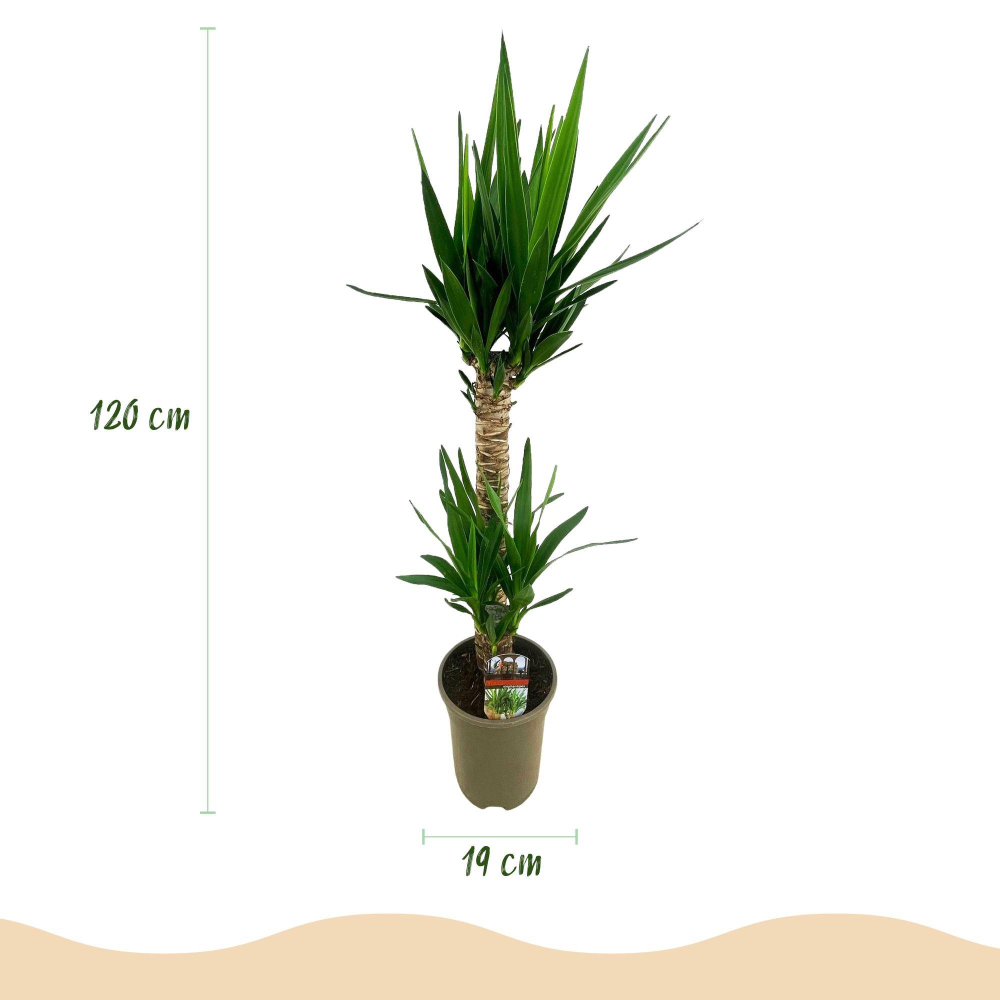 Yucca elephantipes - Yucca - Pot de 19cm - Hauteur de 12cm - Sans cache-pot - 2 plantes - Plantes d'intérieur - Image 3