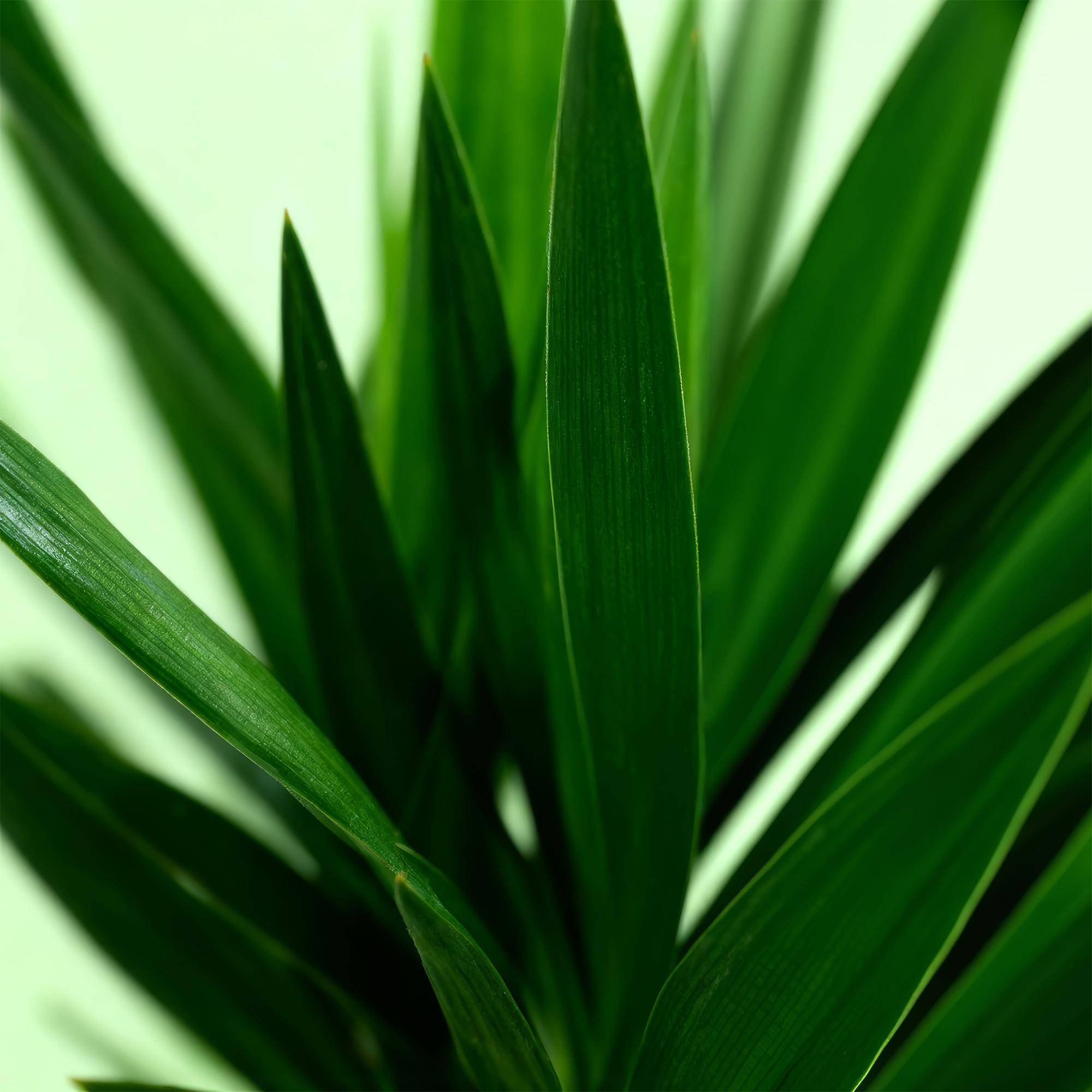 Yucca elephantipes - Yucca - Pot de 19cm - Hauteur de 12cm - Sans cache-pot - 2 plantes - Plantes d'intérieur - Image 5