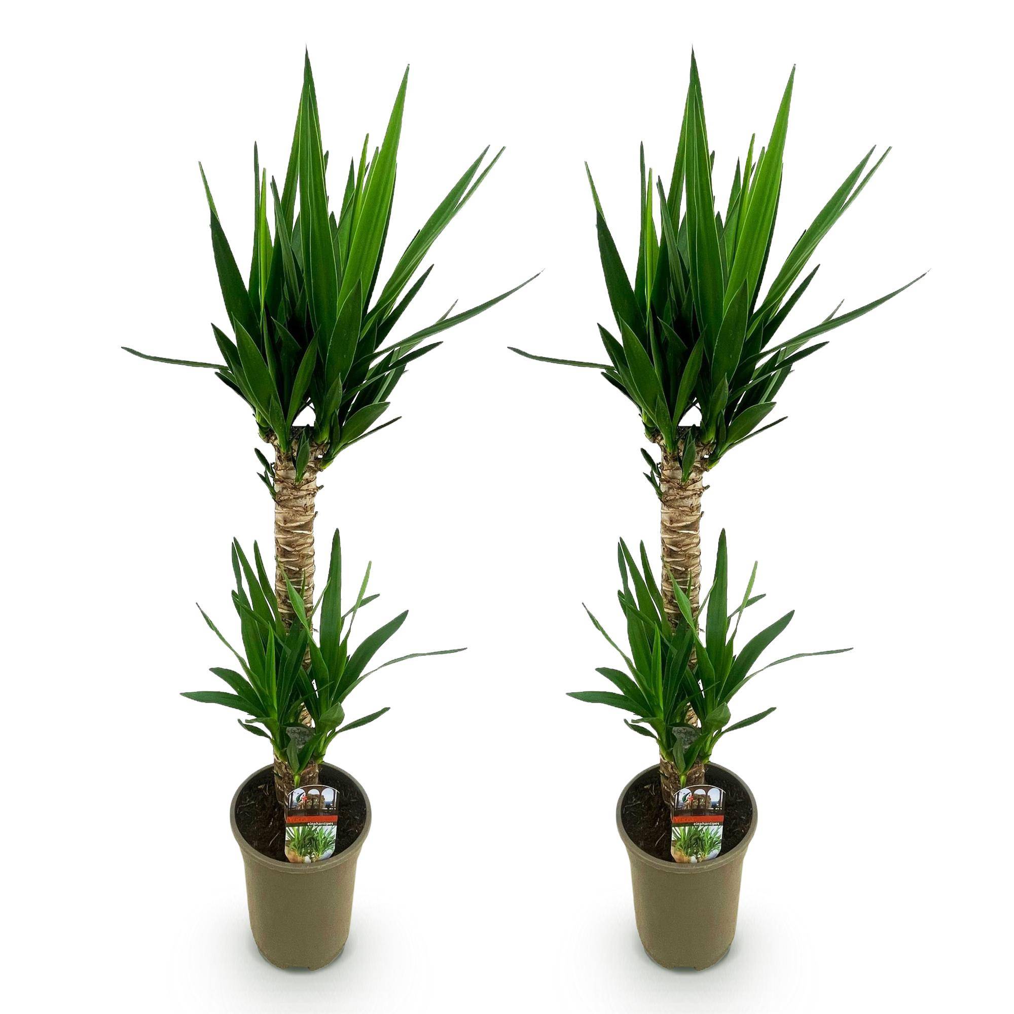 Yucca elephantipes - Yucca - Pot de 19cm - Hauteur de 12cm - Sans cache-pot - 2 plantes - Plantes d'intérieur - Image 2