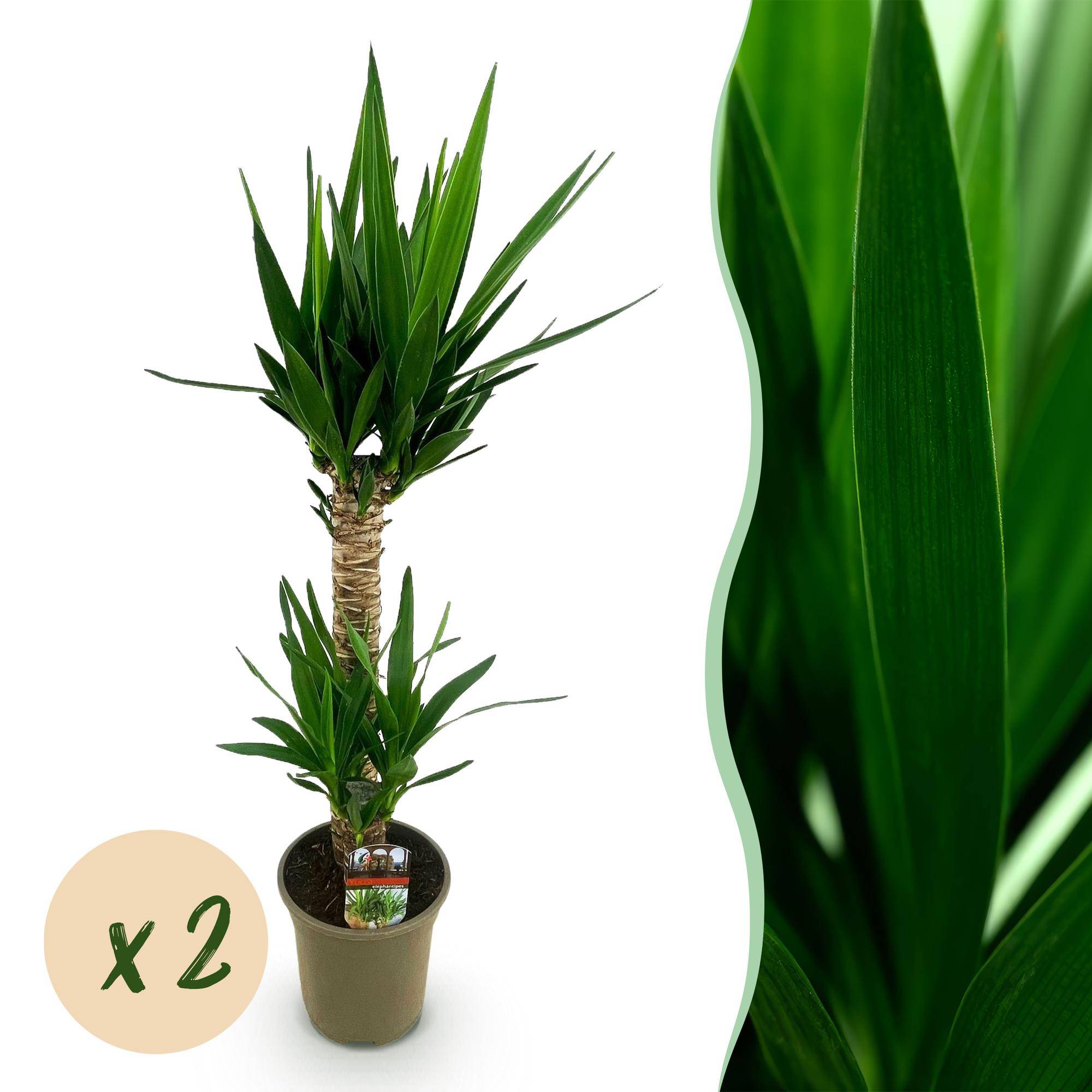 Yucca elephantipes - Yucca - Pot de 19cm - Hauteur de 12cm - Sans cache-pot - 2 plantes - Plantes d'intérieur - Image 1