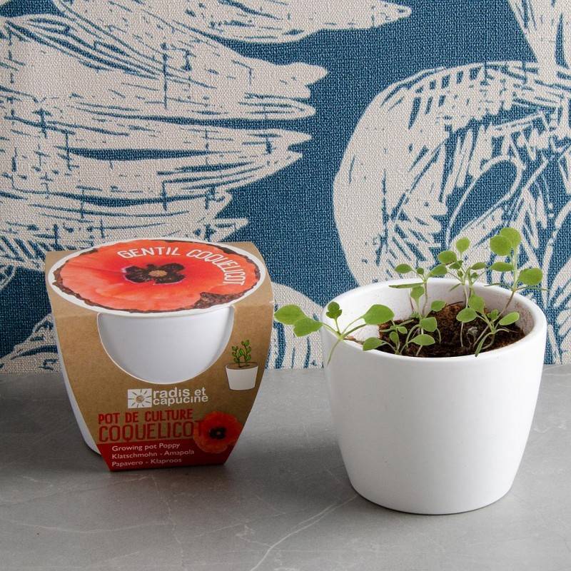 Radis et Capucine - Graines de coquelicot à semer dans un pot en céramique - Image 1