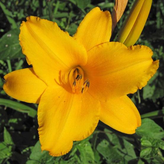 Promesse de Fleurs - Hémérocalle Chicago Sunrise - Lis d'un jour Godet de 8/9 cm