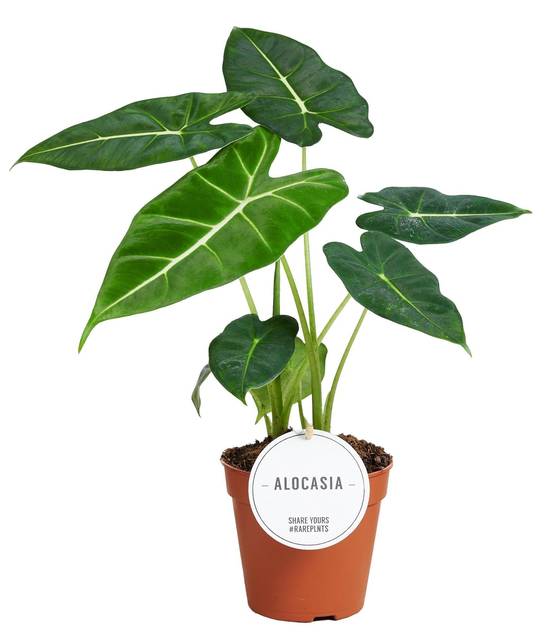 Alocasia Frydek 35cm - Plante d'intérieur- La Green Touch x Lot de 2 plantes - Image 1