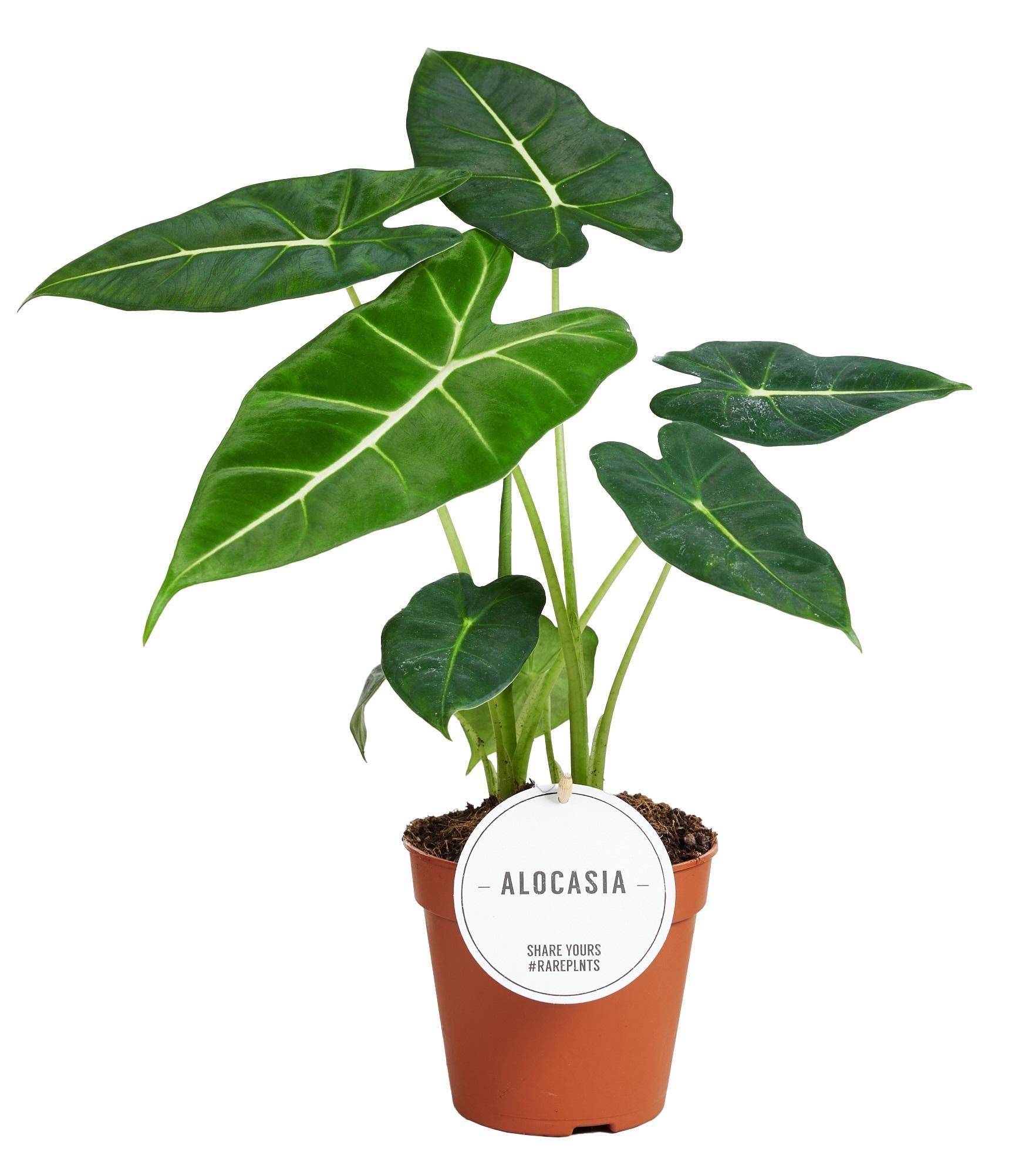 Alocasia Frydek 35cm - Plante d'intérieur- La Green Touch x Lot de 2 plantes - Image 1