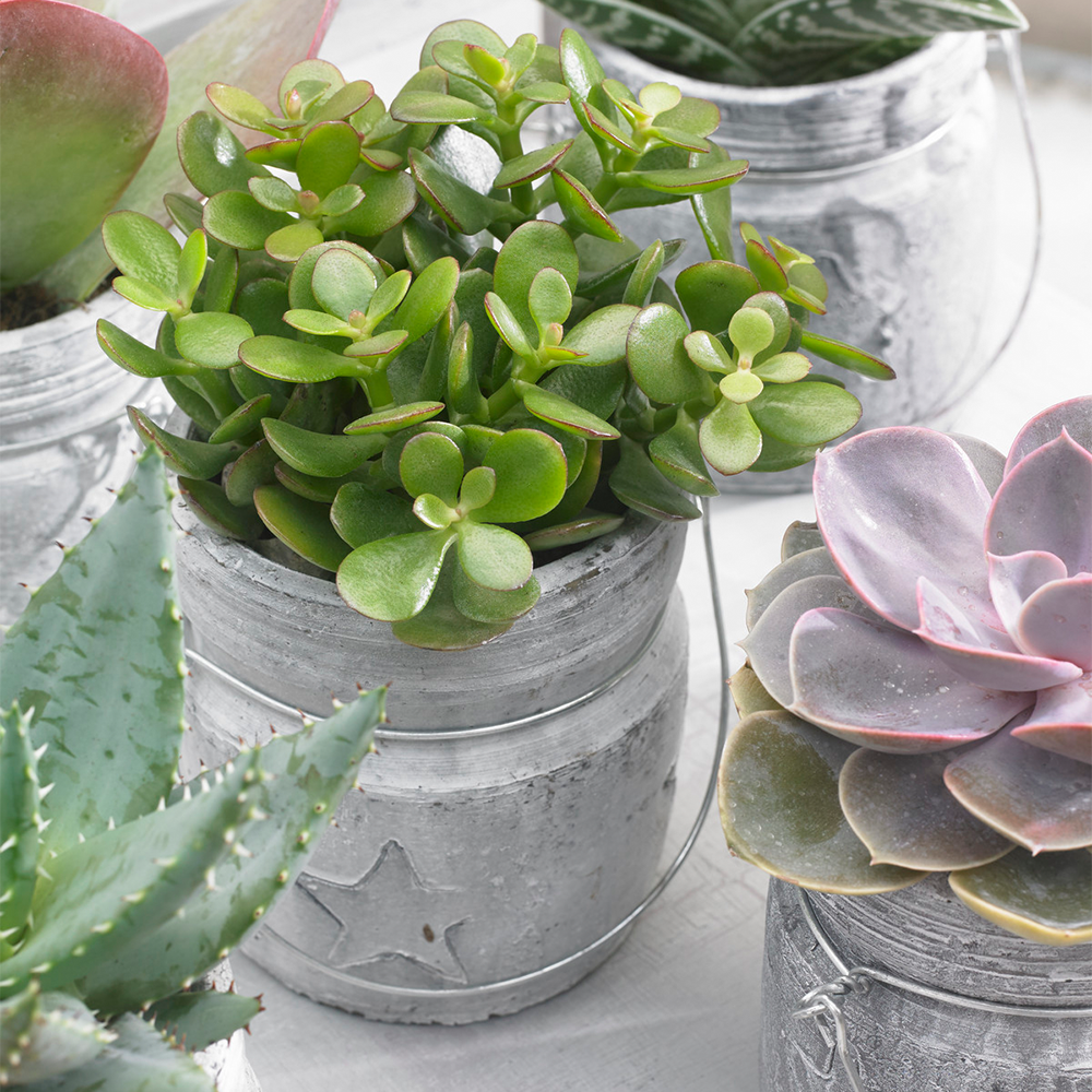 Gardenersdream - Crassula Ovata - Plante D'Intérieur Ornementale - Arbre De Jade En Pot De 12Cm - GardenersDream - Image 1