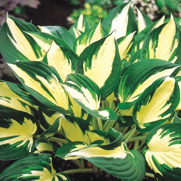 Hosta Fire and Ice Pot de 1,5L/2L - Gamm vert
