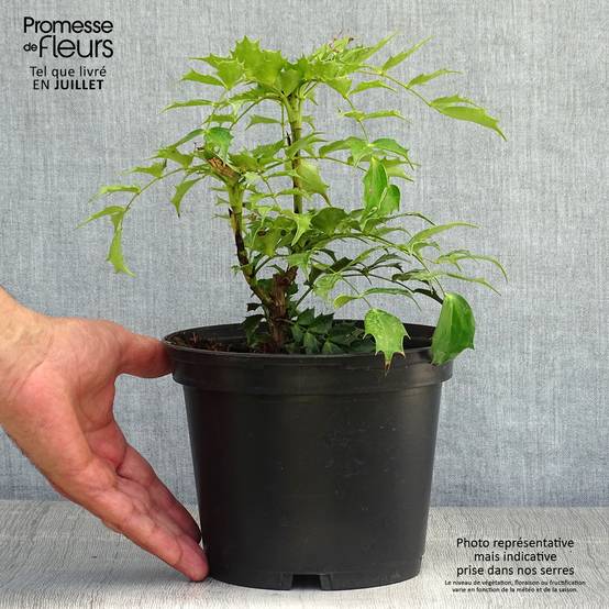 Promesse de Fleurs - Mahonia Cabaret Pot de 2L/3L - Image 2
