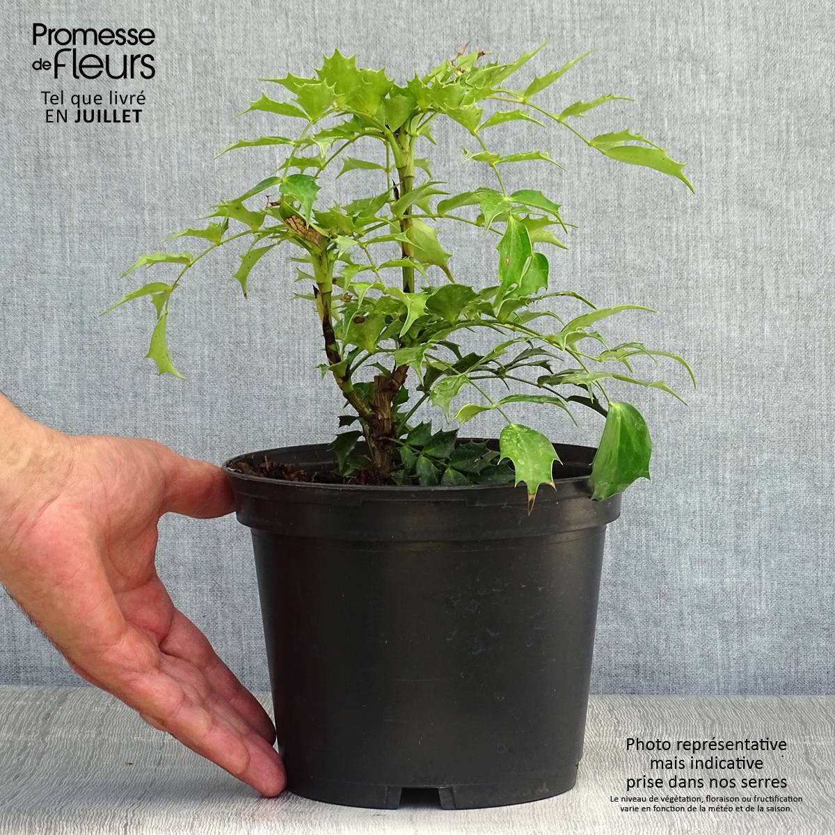 Promesse de Fleurs - Mahonia Cabaret Pot de 2L/3L - Image 2