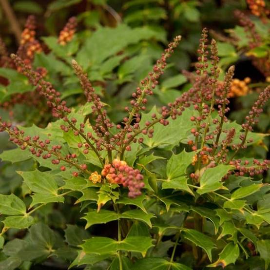 Promesse de Fleurs - Mahonia Cabaret Pot de 2L/3L - Image 1
