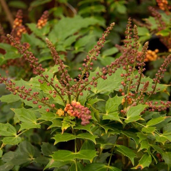 Promesse de Fleurs - Mahonia Cabaret Pot de 2L/3L - Image 1