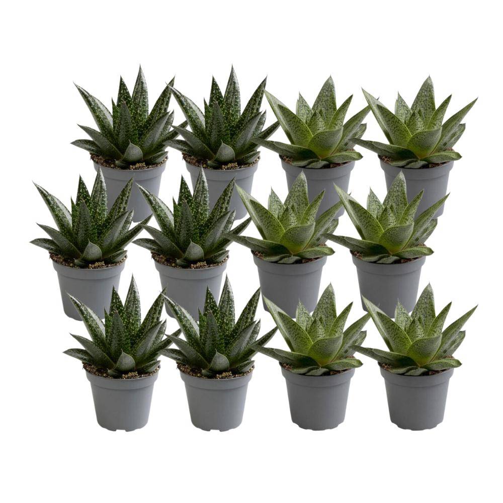 Mix de 12 Aloe - plantes succulentes 10cm - Plante d'intérieur- La Green Touch - Image 2