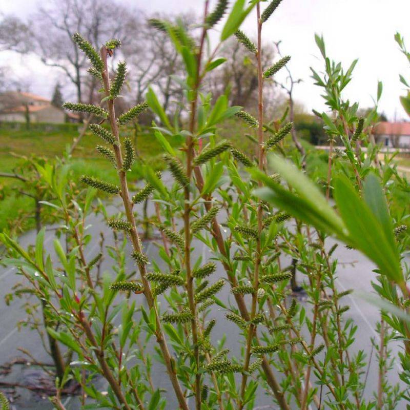 Saule pourpre (Salix purpurea) - Godet - Taille 20/40cm - Pépinières Naudet - Image 1
