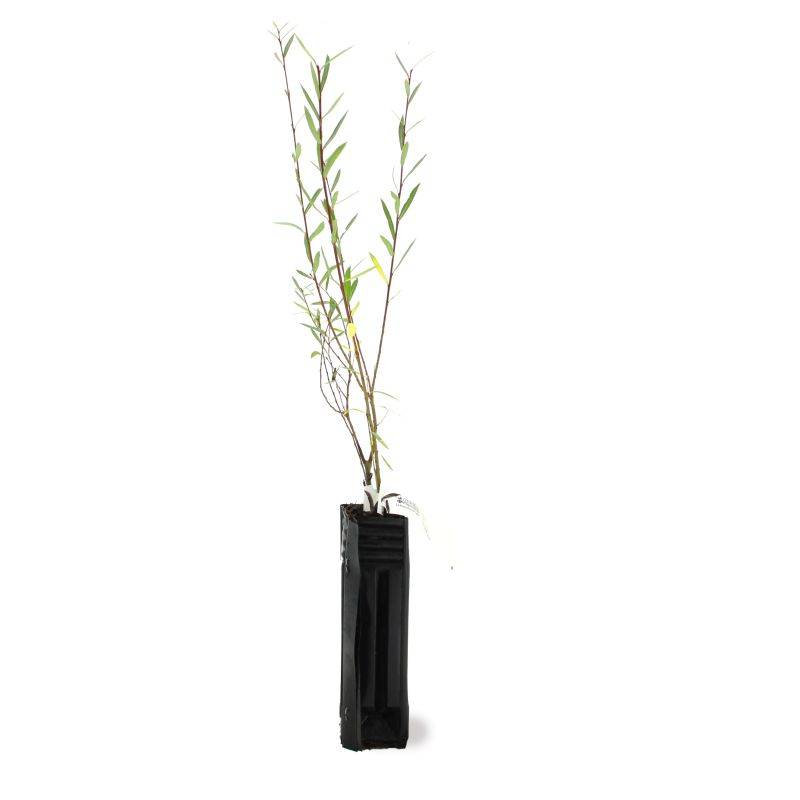 Saule pourpre (Salix purpurea) - Godet - Taille 20/40cm - Pépinières Naudet - Image 2