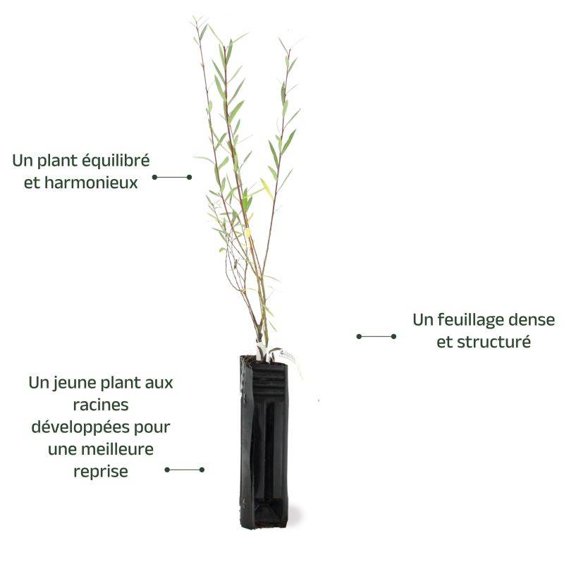 Saule pourpre (Salix purpurea) - Godet - Taille 20/40cm - Pépinières Naudet - Image 3