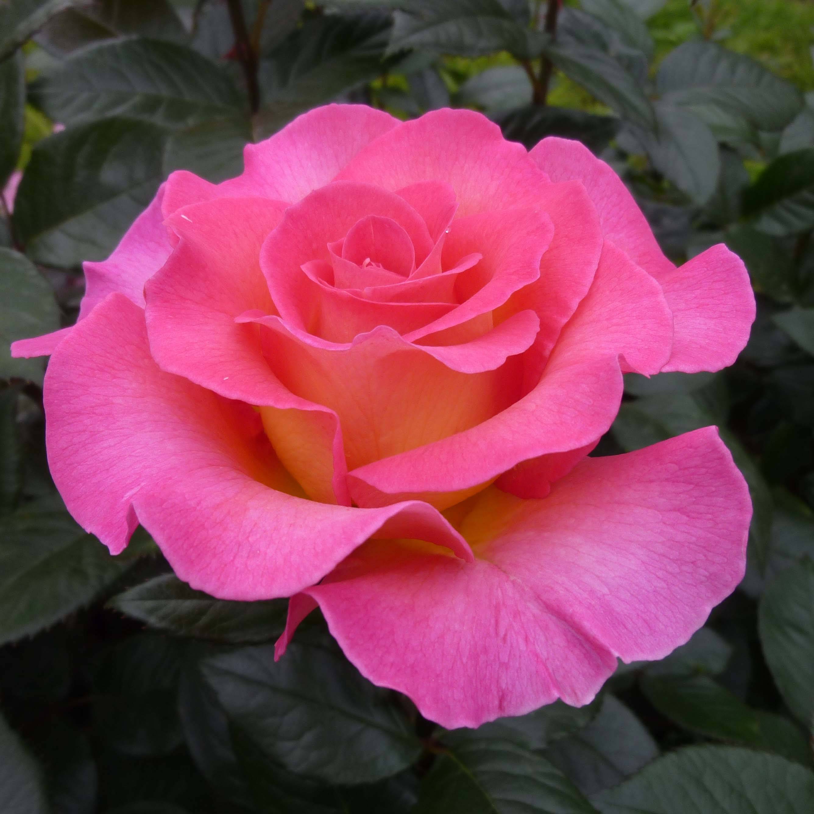 Rosier à grandes fleurs Pink Paradise Pot de 3L/4L