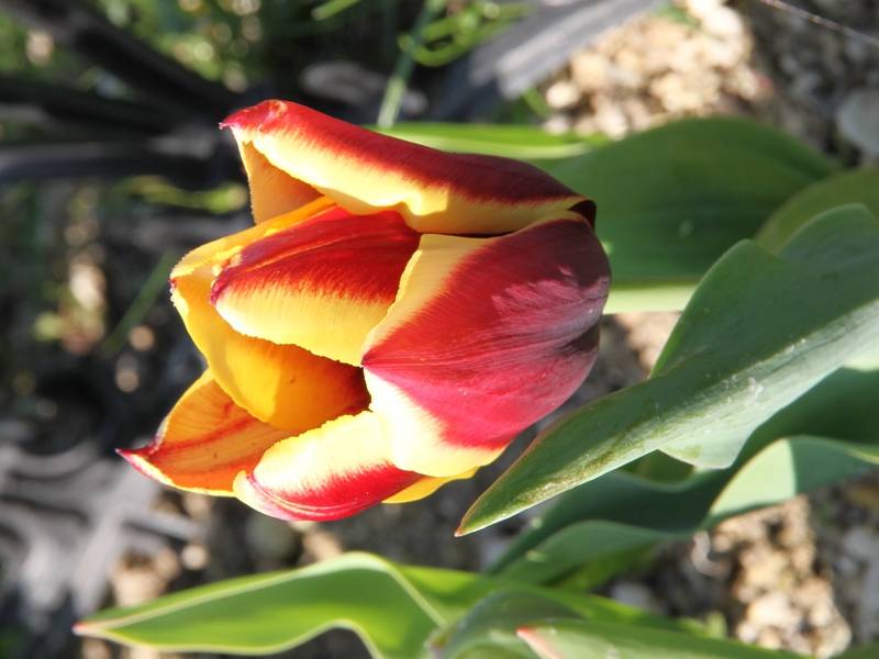 Promesse de Fleurs - Tulipe Triomphe Gavota Bulbe calibre 12+ (par 10)