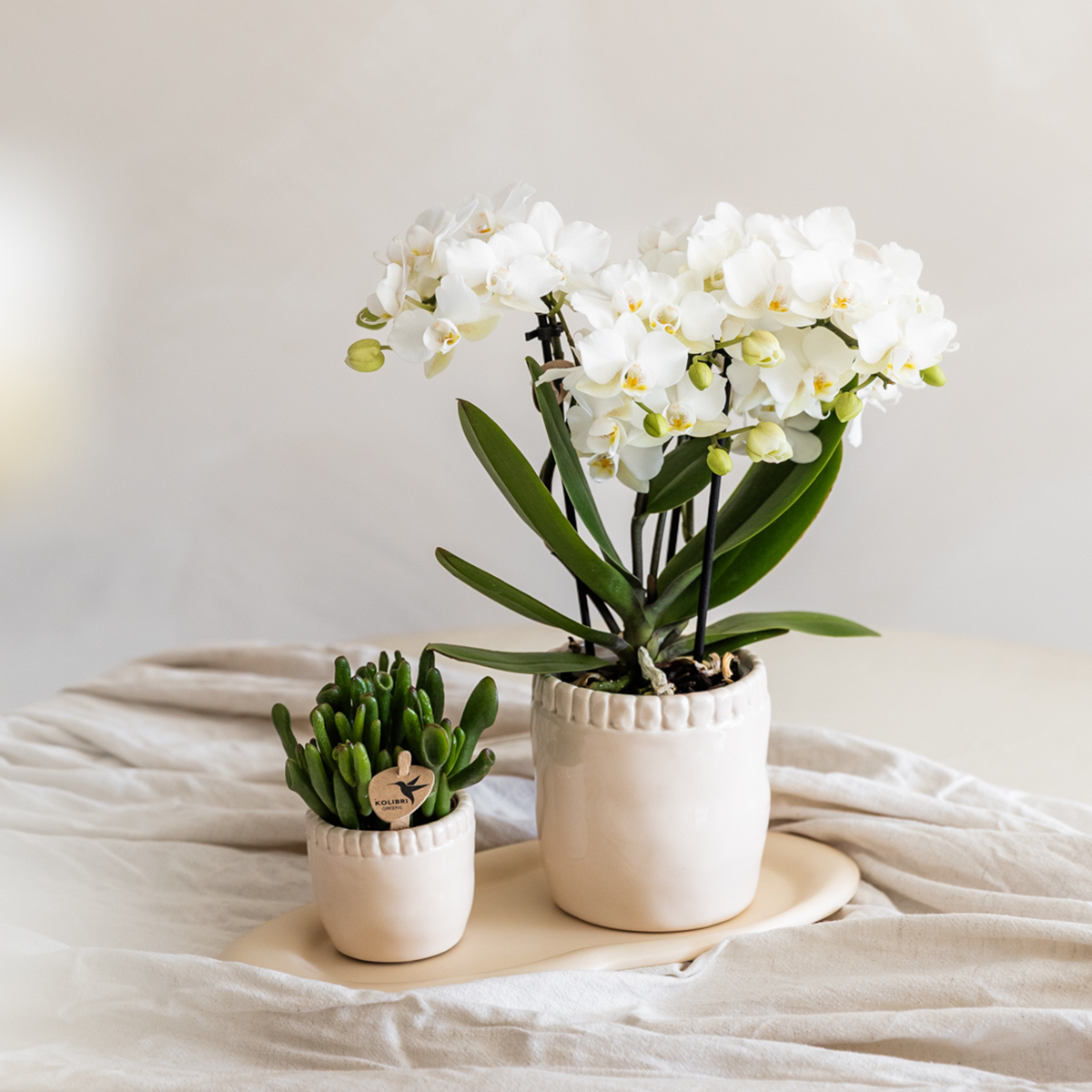 Orchidée Phalaenopsis 'Zurich' blanche - Pot de 9cm - Plantes d'intérieur - Image 3