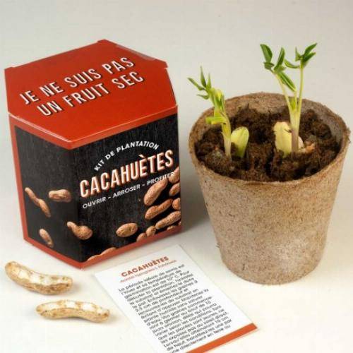 Kits d'auto culture - Moutarde - Image 2