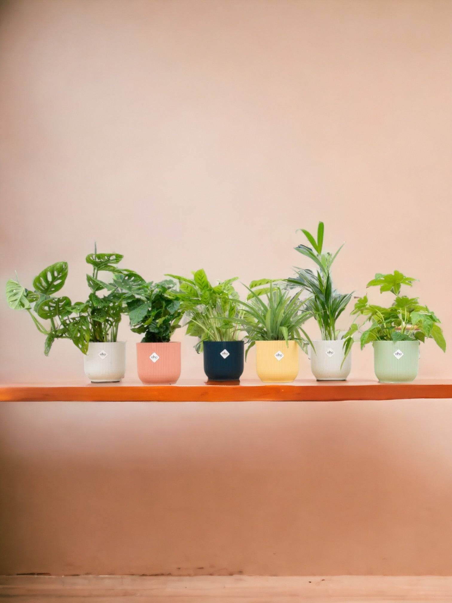 La Green Touch - Box surprise 6 plantes+ Cache-Pot- La Green Touch  - Hauteur 30cm - Image 1