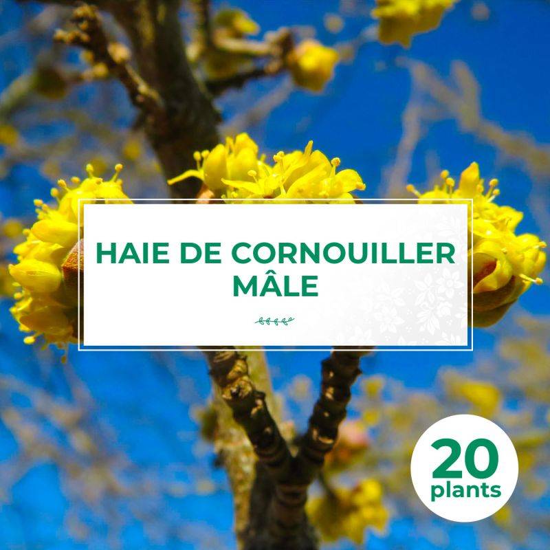 20 Cornouillers Mâle (Cornus Mas) - Haie de Cornouiller Mâle -  - Pépinières Naudet - Image 1