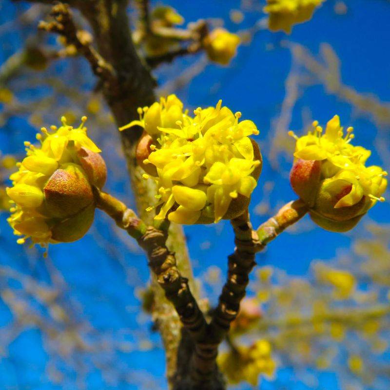 20 Cornouillers Mâle (Cornus Mas) - Haie de Cornouiller Mâle - - Pépinières Naudet - Image 2