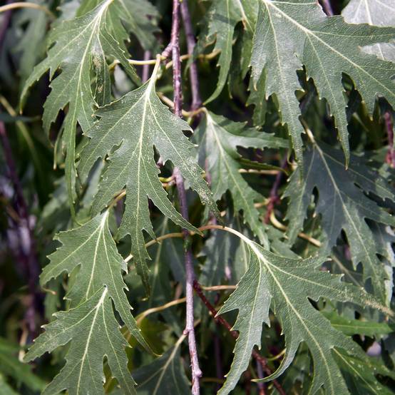 Bouleau pleureur - Betula pendula Crispa Pot de 2L/3L