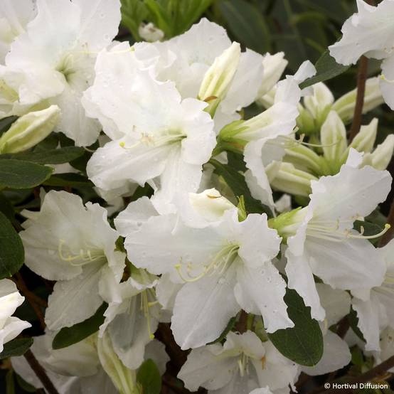 Promesse de Fleurs - Azalée hybride REPETITA White - Azalée remontante Pot de 2L/3L