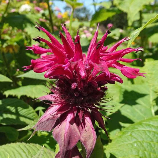 Monarde Cambridge Scarlet -Thé d'Oswego Cambridge Scarlet - Monarda Bergamote Godet de 8/9 cm