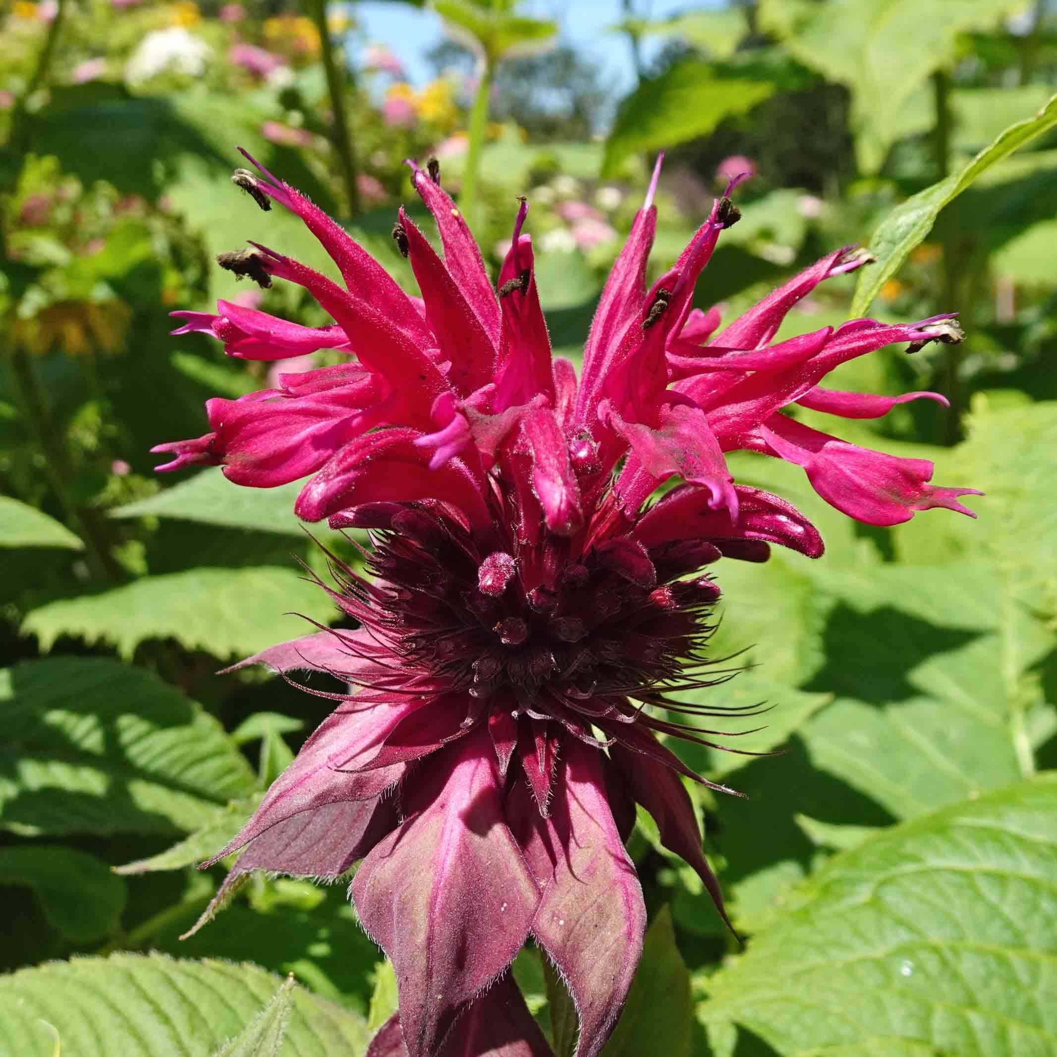 Monarde Cambridge Scarlet -Thé d'Oswego Cambridge Scarlet - Monarda Bergamote  Godet de 8/9 cm