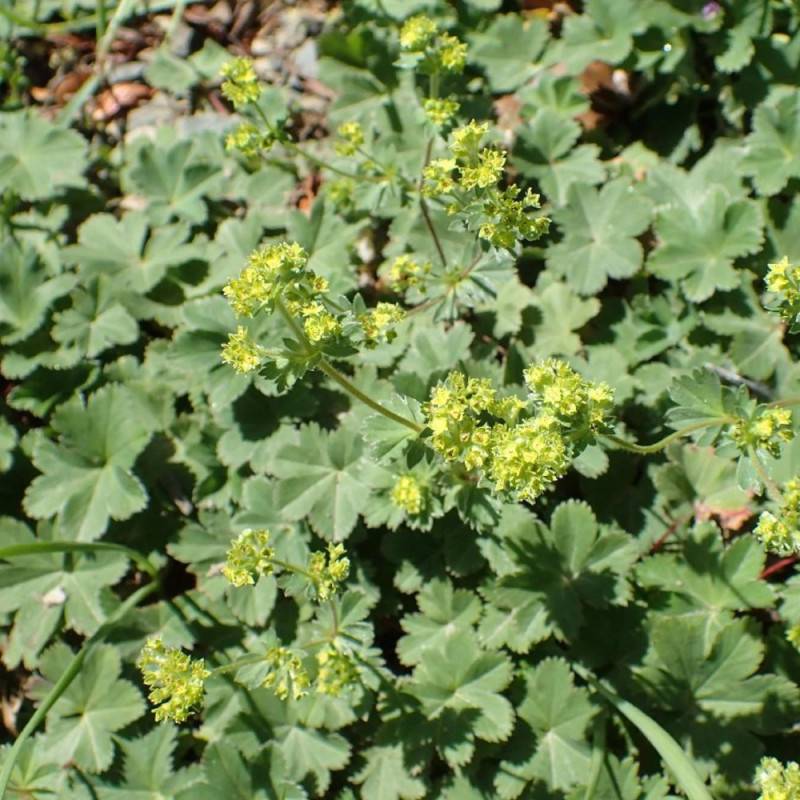 Alchemille naine à fleurs Jaune/ - feuillage Caduc - Godet - 5/20 cm