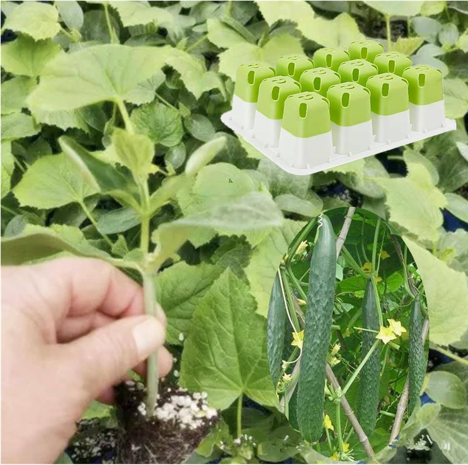 Plateau de Semis 12 Cases en Silicone - Pour Germination Facile-Living123 - Image 5