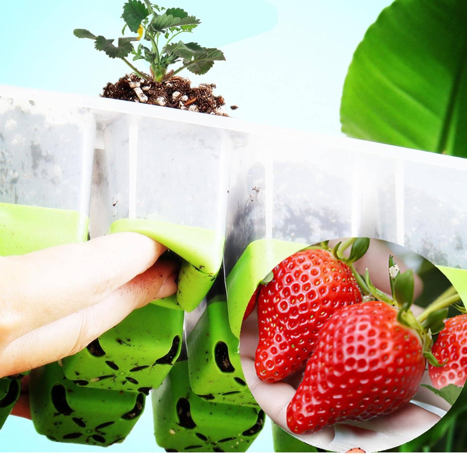 Plateau de Semis 12 Cases en Silicone - Pour Germination Facile-Living123 - Image 3