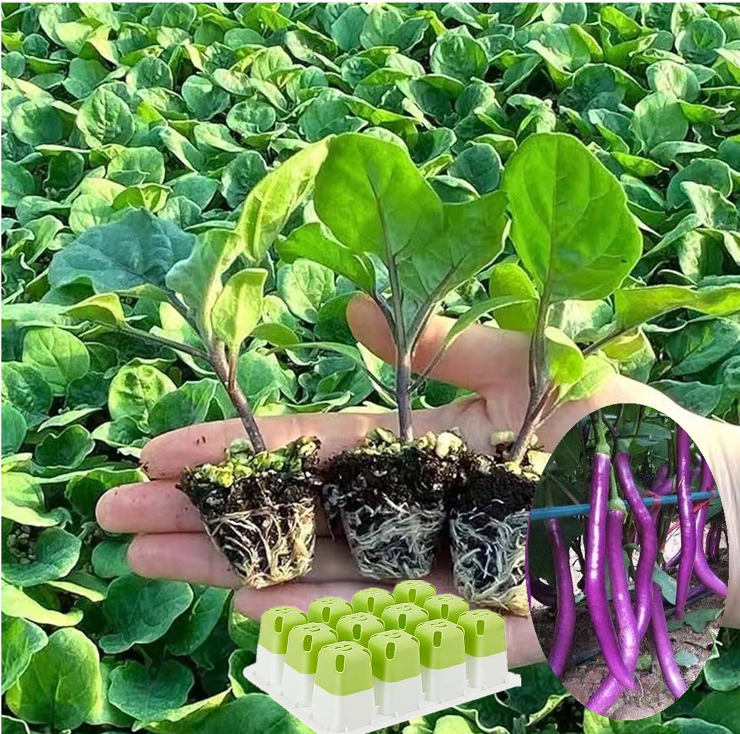 Plateau de Semis 12 Cases en Silicone - Pour Germination Facile-Living123 - Image 6
