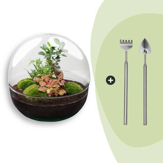 Terrarium à composer boule en verre recyclé - Ø30-H30cm - avec râteau et pelle - Ficus Ginseng - Terrarium DIY - Image 1