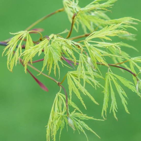 Érable du Japon Koto No Ito, Acer palmatum - Pot de 4L - 40/60 cm - Image 2