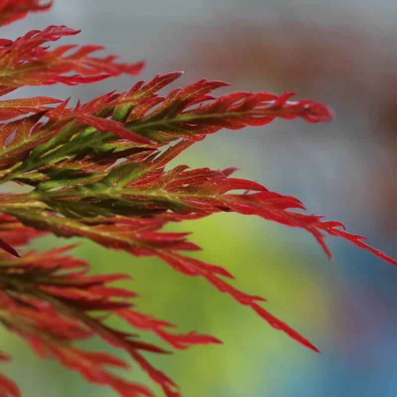 Érable du Japon Koto No Ito, Acer palmatum - Pot de 4L - 40/60 cm - Image 3