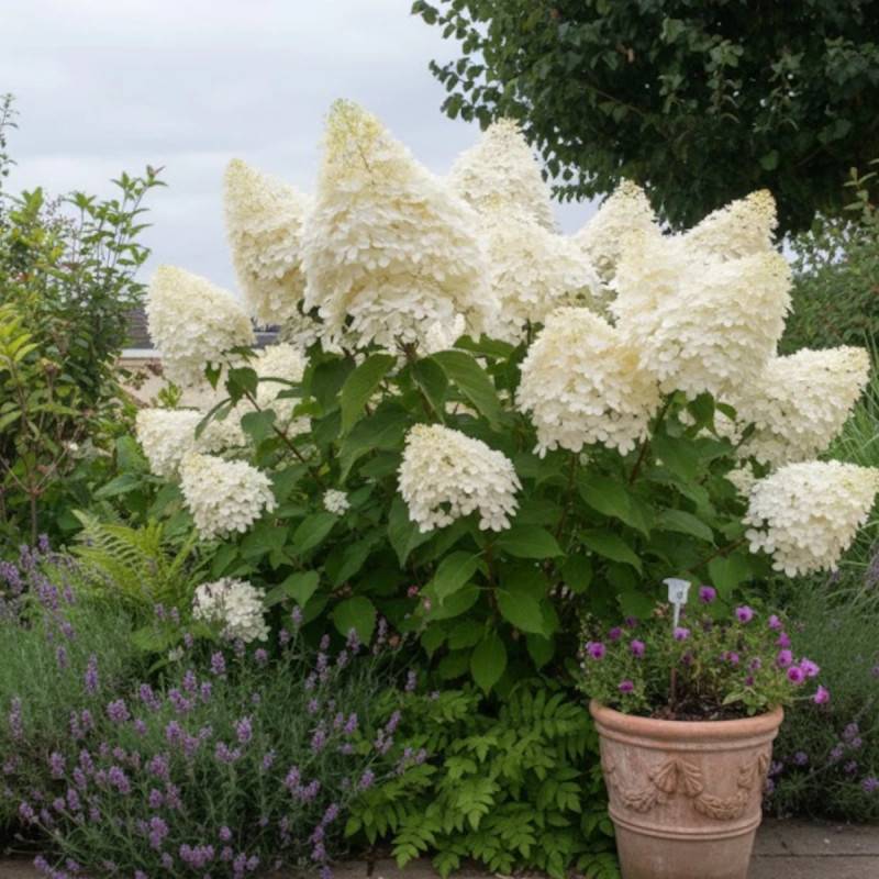 Hortensia paniculata Phantom, Hydrangea paniculata à fleurs Blanche - feuillage Caduc - Pot de 15L - 120/150 cm-  hauteur à maturité De 1,00 m à 1,50 - Image 4