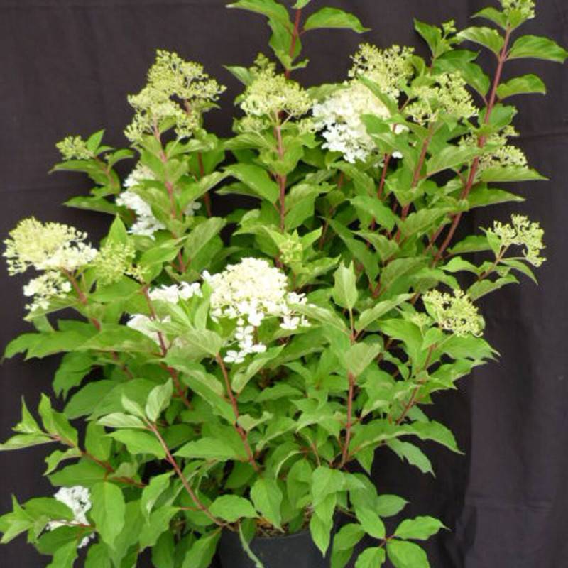 Hortensia paniculata Phantom, Hydrangea paniculata à fleurs Blanche - feuillage Caduc - Pot de 15L - 120/150 cm-  hauteur à maturité De 1,00 m à 1,50 - Image 7