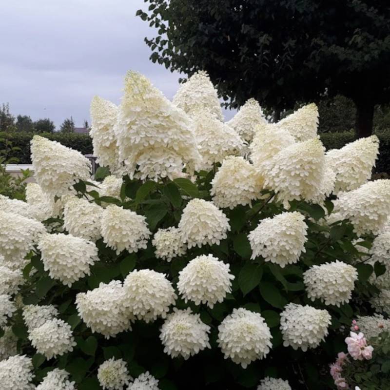 Hortensia paniculata Phantom, Hydrangea paniculata à fleurs Blanche - feuillage Caduc - Pot de 15L - 120/150 cm-  hauteur à maturité De 1,00 m à 1,50 - Image 3