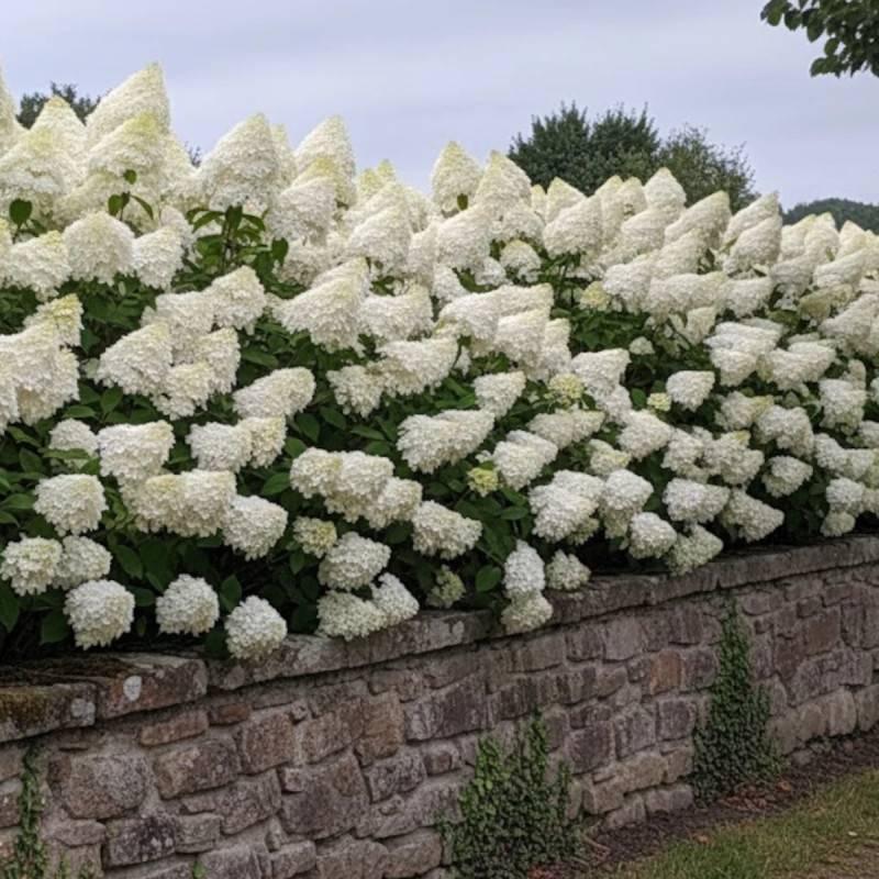 Hortensia paniculata Phantom, Hydrangea paniculata à fleurs Blanche - feuillage Caduc - Pot de 15L - 120/150 cm-  hauteur à maturité De 1,00 m à 1,50 - Image 5