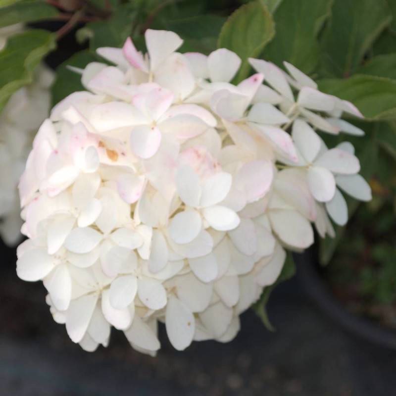 Hortensia paniculata Phantom, Hydrangea paniculata à fleurs Blanche - feuillage Caduc - Pot de 15L - 120/150 cm-  hauteur à maturité De 1,00 m à 1,50 - Image 1