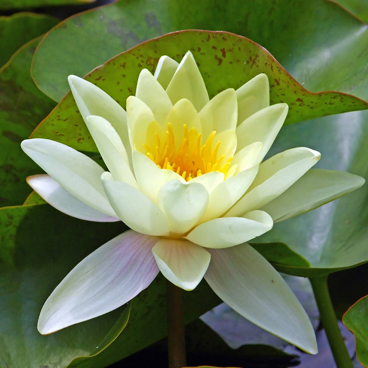 Promesse de Fleurs - Nymphaea Marliacea Chromatella - Nénuphar rustique jaune Pot de 1L/1,5L