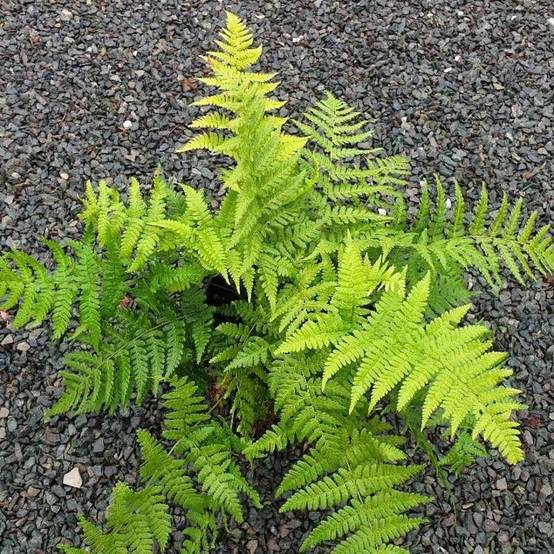 Dryopteris stewartii - Fougère Godet de 8/9 cm