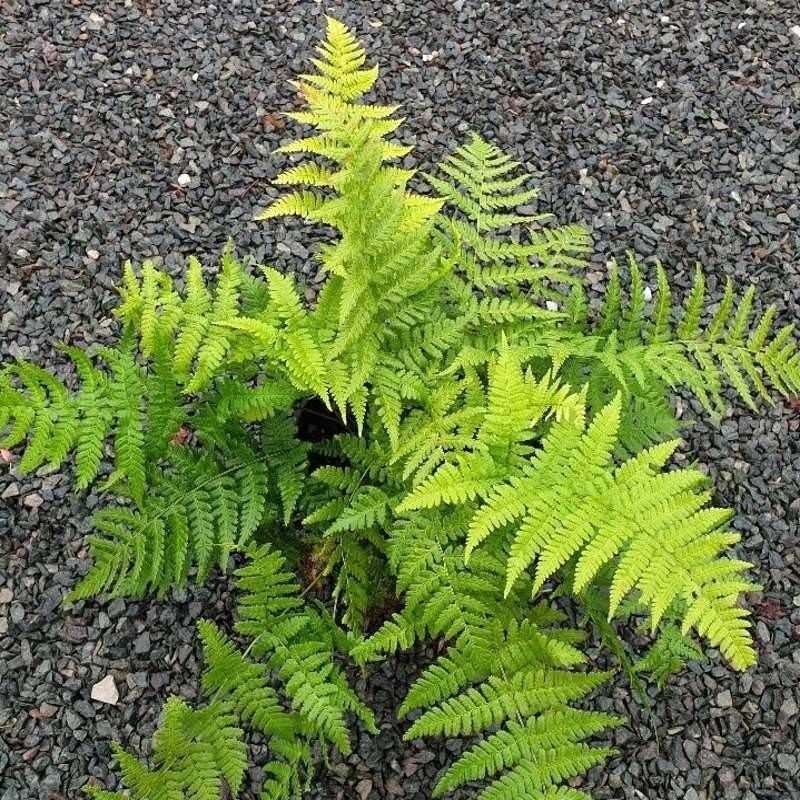 Dryopteris stewartii - Fougère Godet de 8/9 cm