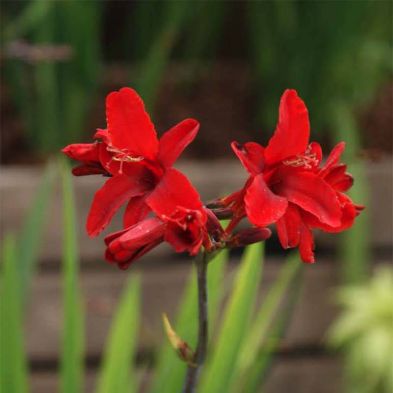 Promesse de Fleurs - Crocosmia Hellfire - Montbretia Godet de 8/9 cm