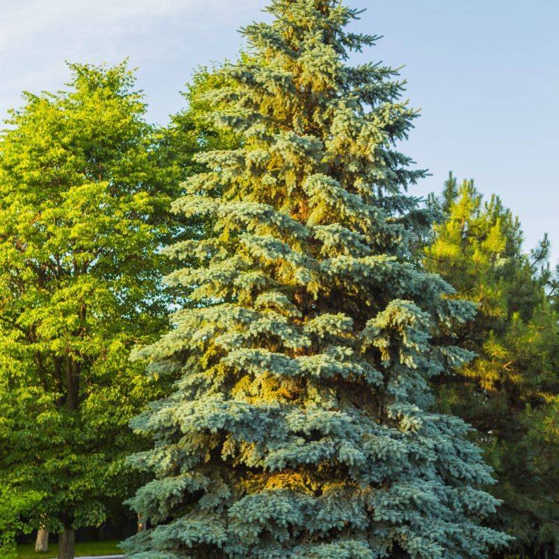 Épicéa bleu (Picea pungens) - Godet - Taille 20/40cm - Pépinières Naudet - Image 1