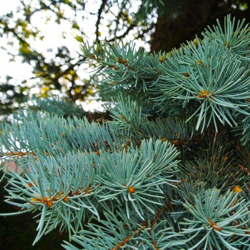 Épicéa bleu (Picea pungens) - Godet - Taille 20/40cm - Pépinières Naudet - Image 2
