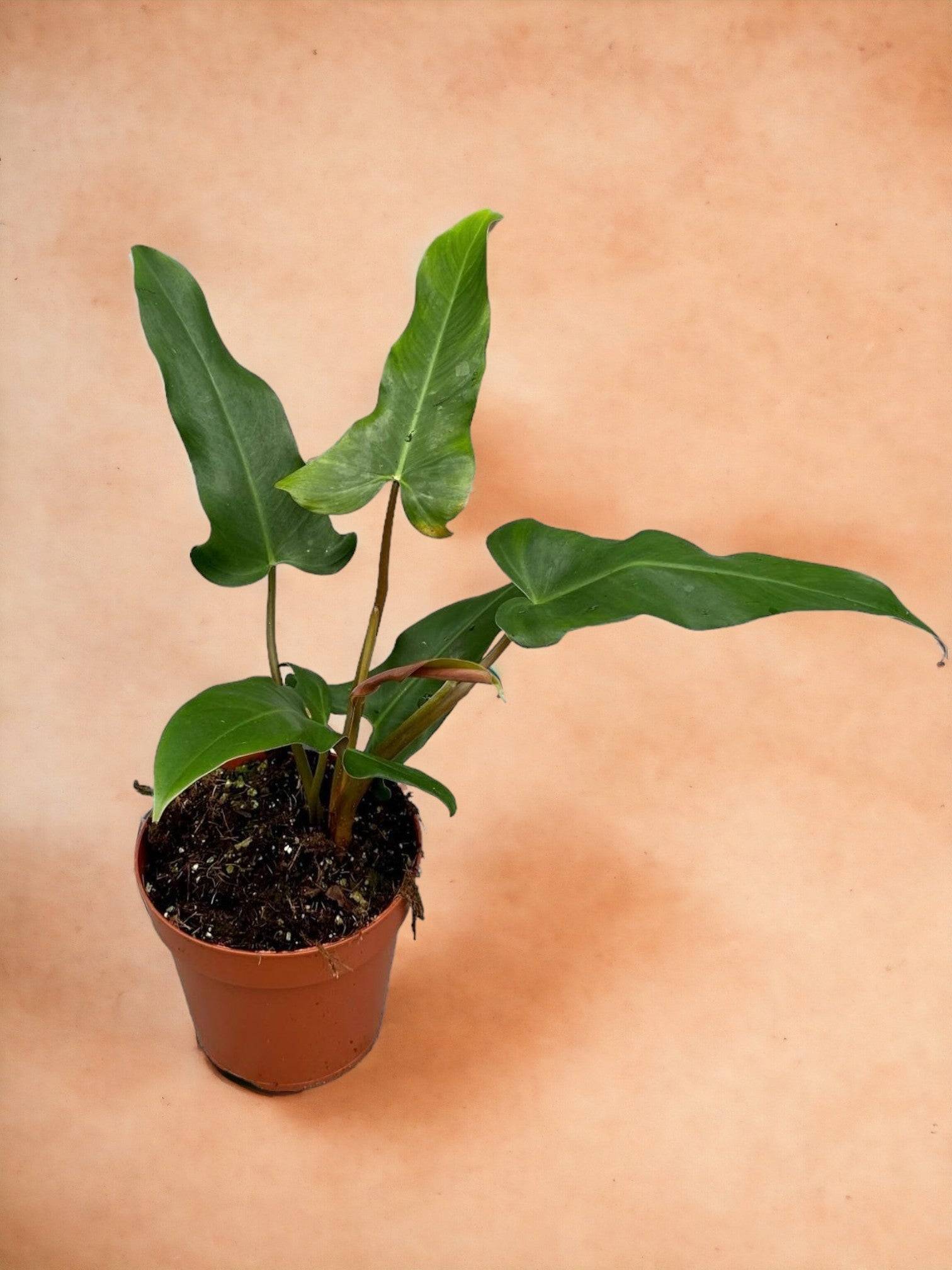 Philodendron Mexicanum- La Green Touch