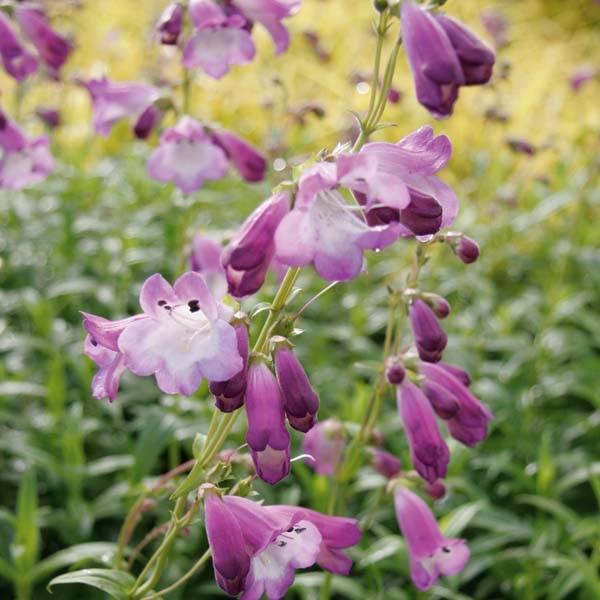 Promesse de Fleurs - Penstemon hybride Alice Hindley - Galane Godet de 8/9 cm