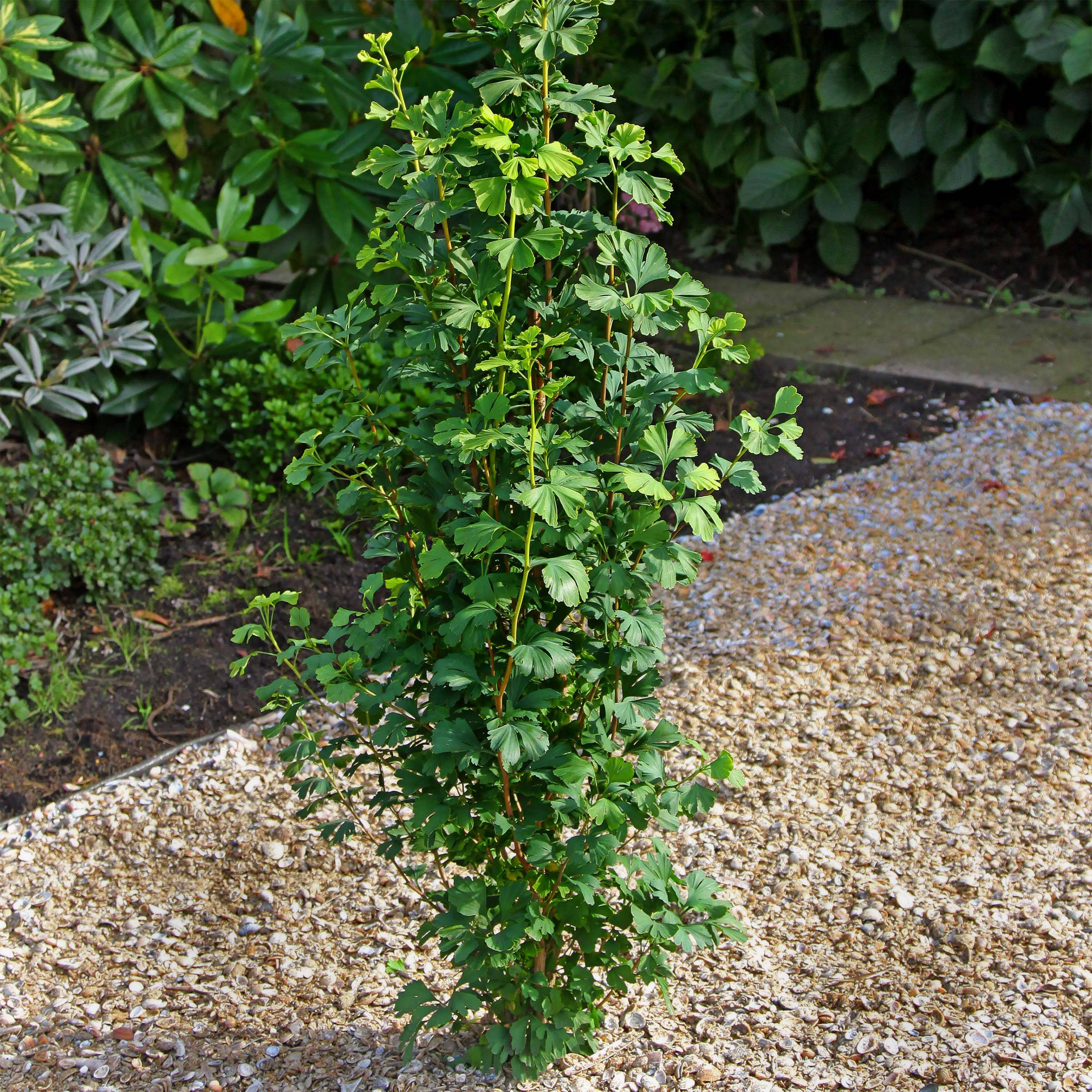 Ginkgo biloba Menhir - Arbre aux quarante écus  Pot de 2L/3L